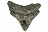 Serrated, Juvenile Megalodon Tooth - South Carolina #170416-1